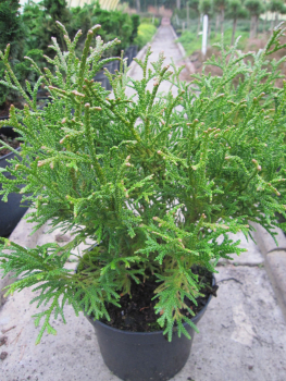 Thujopsis dol. Mini